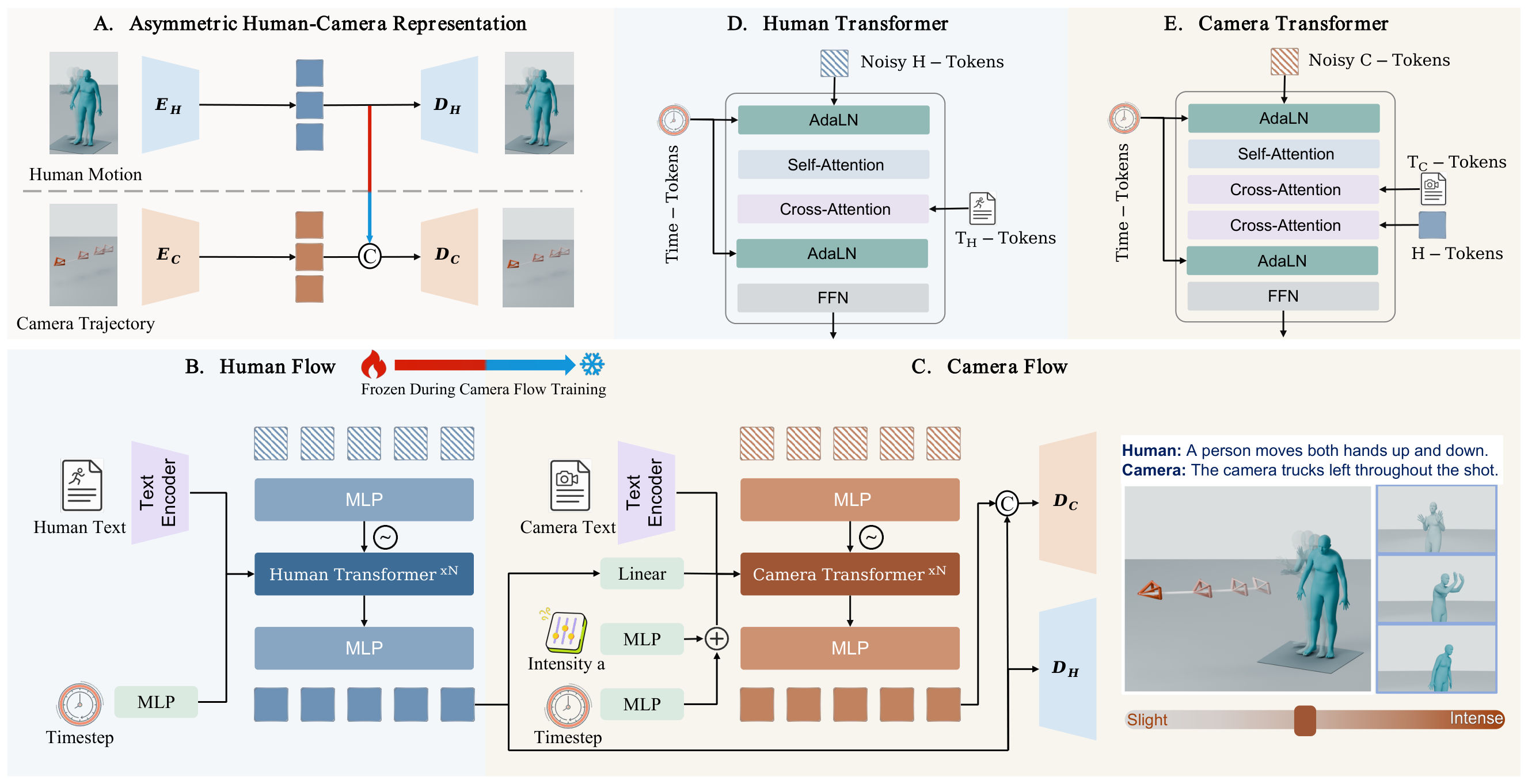 AESOP pipeline showing asymmetric human and camera representations, independent human flow, and shared camera flow with translation-intensity conditioning.